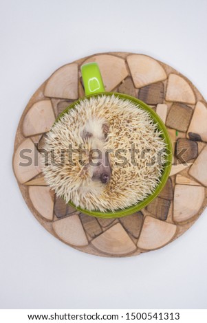 The concept of a sweet dream. The prickly hedgehog sleeps sweetly in a big green mug. Decorative animals close up.