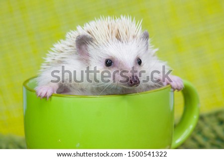 Hedgehog sitting in a large green mug close-up. Decorative home rodents in a glass.