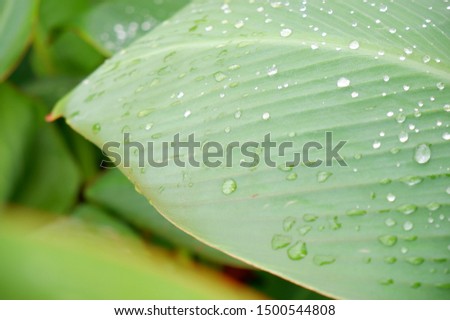 Raindrops on green leaf in the botanic park.