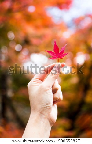 Red maple leaves in autumn season
