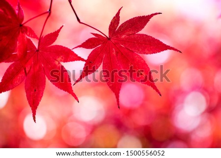 Red maple leaves in autumn season
