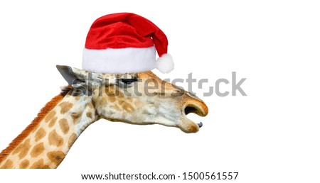 Cute giraffe head in christmas hat isolated on white background. Funny giraffe head isolated. Funny giraffe's face