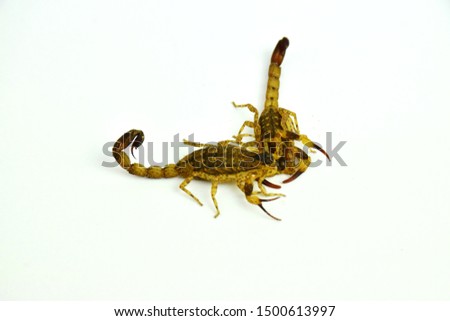 Brown Scorpion isolated on white background.