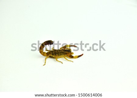 Brown Scorpion isolated on white background.
