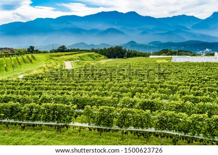 Yamanashi wine field overlooking the Yatsugatake mountain range Royalty-Free Stock Photo #1500623726