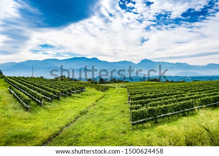 Yamanashi wine field overlooking the Yatsugatake mountain range Royalty-Free Stock Photo #1500624458