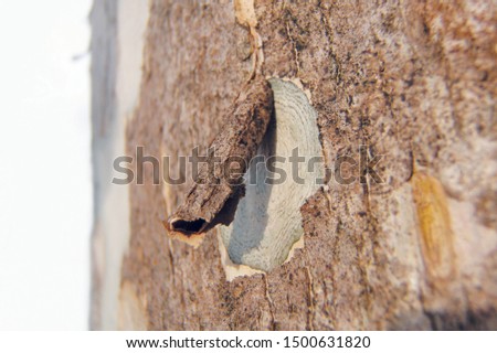 Stem bark peeling of identity forming of Lagerstroemia tree