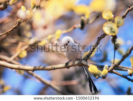 beautiful natural background with cute bird long-tailed tit sitting on a branch with fluffy yellow willow buds in spring garden