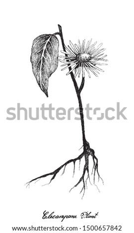 Herbal Flower and Plant, Hand Drawn Illustration of Elecampane, Inula Helenium, Horse Heal or Elfdock Used for Traditional Medicine and Condiment.