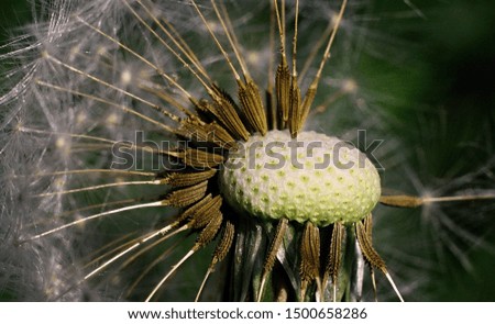 macro picture Dandelion seeds in the wind