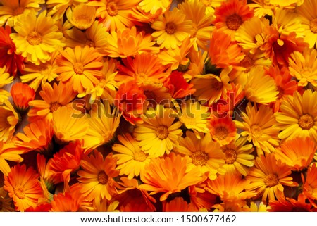 Calendula is a joyful flower. Yellow and orange calendula flowers as a background. 