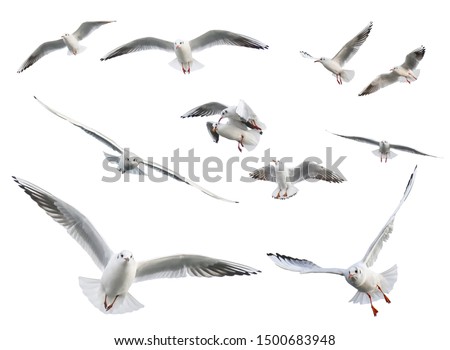 Set of  flying seagulls isolated on white background. Royalty-Free Stock Photo #1500683948
