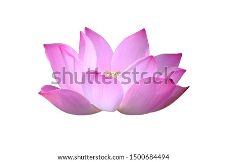Lotus on the white background for create new picture.