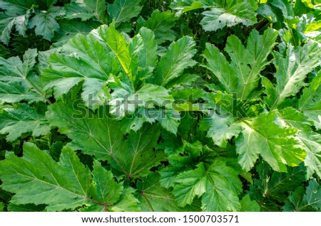 wide carved leaves of a large plant Hogweed
