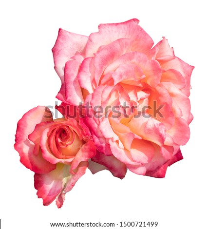 Pink rose stands for femininity, elegance, refinement and sweetness and can be used in perfume, wedding bouquet, wreath, center piece, with sweet fragrance and is edible for immortal beauty
