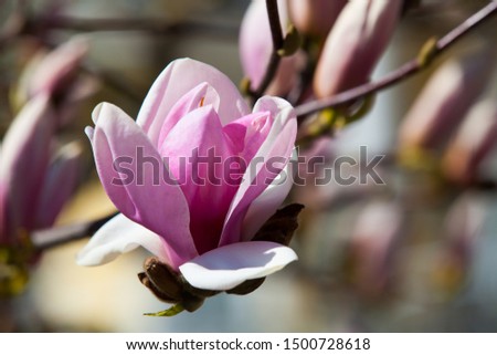 Magnolia in Berlin Nature Spring