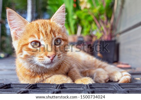 Portrait of a red kitten with brown eyes, against a wooden terrace and greenery.