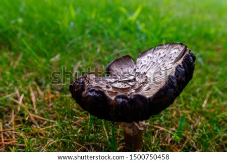 Mushroom of intense color, Macrolepiota procera.