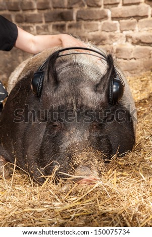 A Pig is listening some music with a earphone.