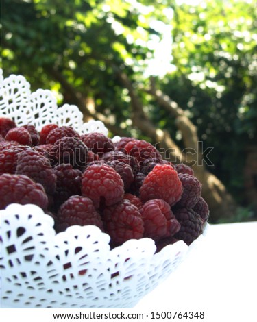 Fresh raspberries in the white basket with the threes in the background on a sunny day.