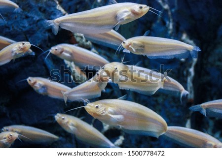 group of fish is arrange in aquarium.