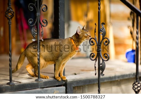 an abyssinian cat stands on the edge of a porch with a metal fence and is about to jump