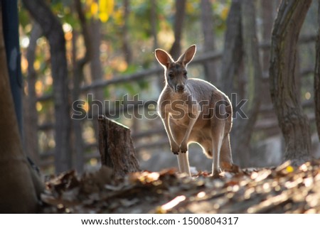 kangaroo is the national symbol of Australia.