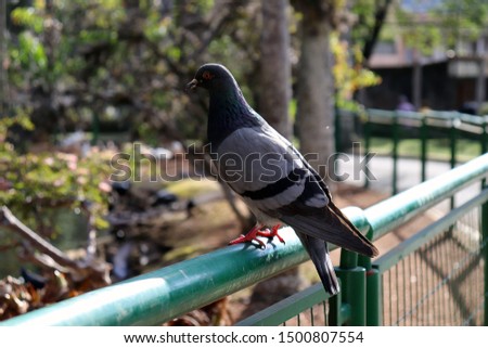 Picture of a beautiful pigeon !!