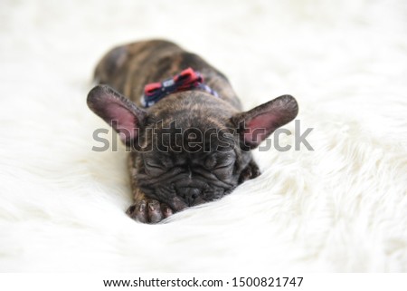 French Bulldog Brindle Puppy sleeping