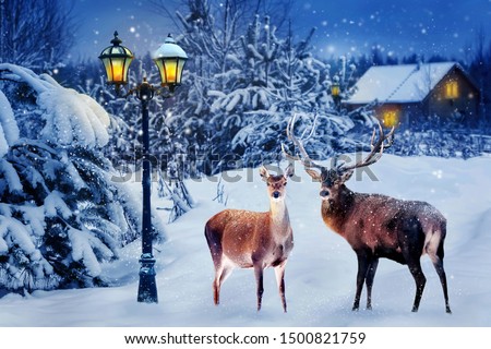 Group of red deer in a snowy forest on Christmas night against the background of the village and the lantern. New Year card. Composite image. Winter wonderland.