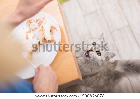 Cat asking for food. Food is on the kitchen table, grilled chicken on a white plate