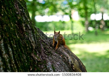 funny squirrel in the park on a tree