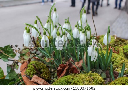 Snowdrop flowers (Galanthus nivalis).  They often symbolize purity and hope, and one of the spring signs telling that winter is leaving. Other names are Fair maids of February and Candlemas bells. Royalty-Free Stock Photo #1500871682