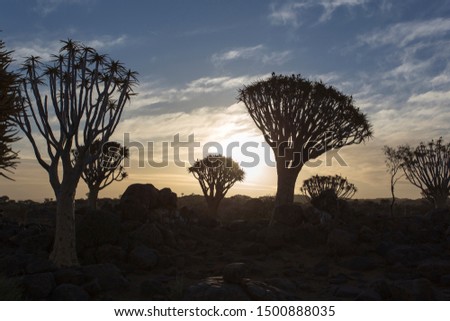 Quivertree forest in Namibia, picture at sunset