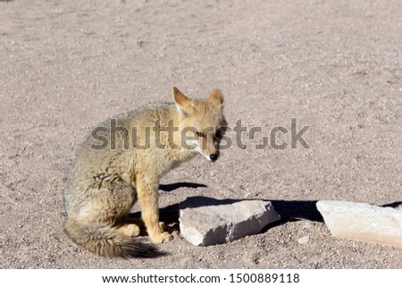 A jackal picture taken in the desert on andes, Bolivia