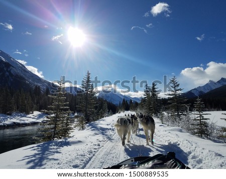 Dog sledding through the mountains in Canada!