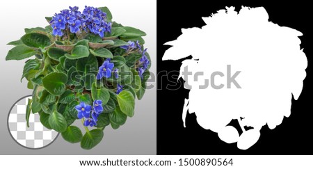 African violets flowers isolated on transparent background via an alpha channel of great precision. Very high quality mask without unwanted edge. High resolution for professional composition.