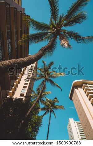 Palm trees going next to apartment building and hotels in Oahu, Hawaii