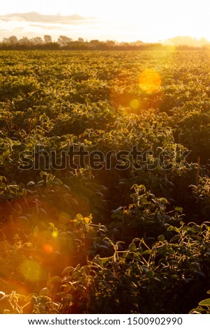 Beautiful lens flare on a mature soybean field crop at sunset near Montreal, Canada.