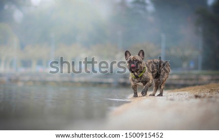 French Bulldog by the river.