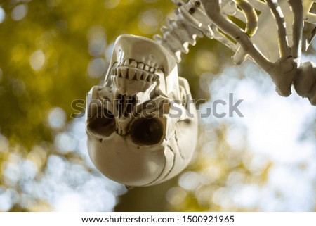 Skeleton skull human bones decoration hanging on a tree outside during halloween night October 31st
