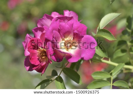 Blooming dark pink rose Maria Lisa