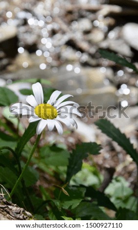 a beautiful daisy near a stream