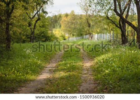 beautiful forest road on summer day