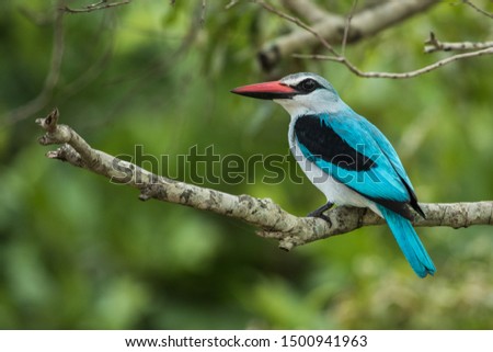 Beautiful Woodland kingfisher (Halcyon senegalensis) perched on a branch in Kruger National Park, South Africa. Photo taken in summer.