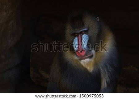 The Mandrill sit down under the roof to cooling down the heat of its body