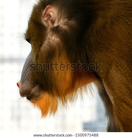 Male Mandrill Monkey Primate Ape Looking Close Up Face Monkey