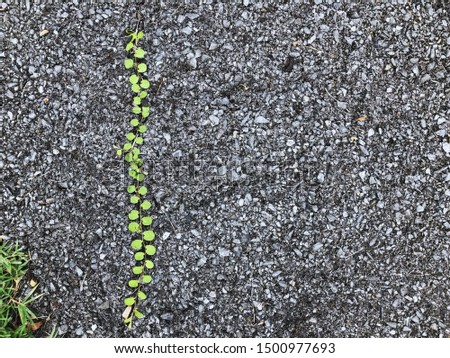 Green leaves of small plant on street : Evolvulus nummularius on asphalt floor