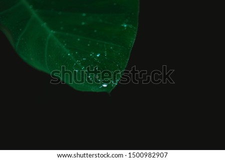 Water droplets on the leaves on a black background