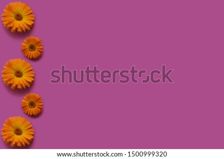 pink background with calendula flower on the left